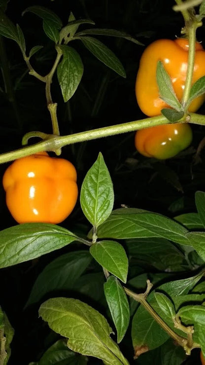 Orange Manzano Pepper Hot Garden Vegetable Seeds