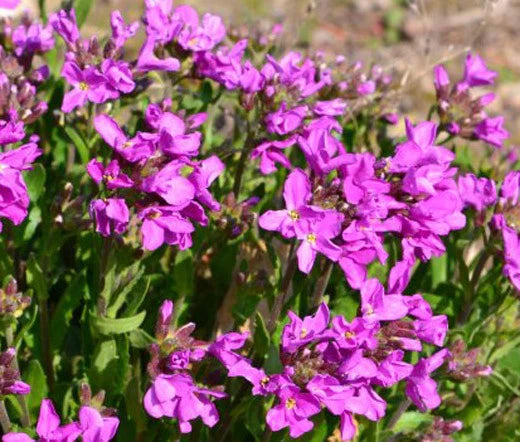 Arabis Wall Rock Cress Spring Charm Arabis Blepharophylla – Hardy Garden Flower Seeds