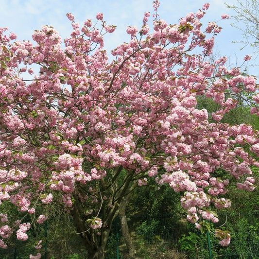 Prunus Serrulata – Japanese Cherry Blossom Tree Seeds