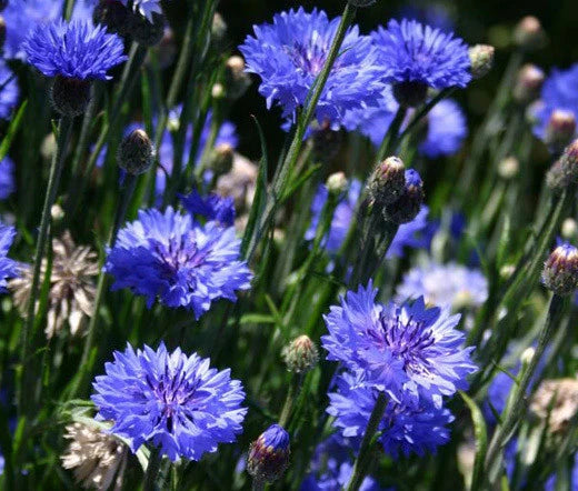 Wildflower Blue Mix – Colorful Garden Flower Seeds
