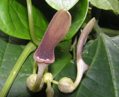 Aristolochia Tagala Vine Indian Birthwort Dutchman's Pipe From Usa – Climbing Flower Seeds