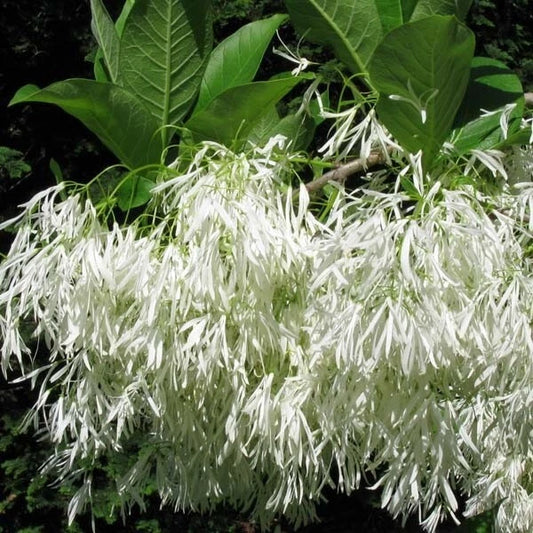 Chionanthus Virginicus – Fragrant Fringe Tree Seeds
