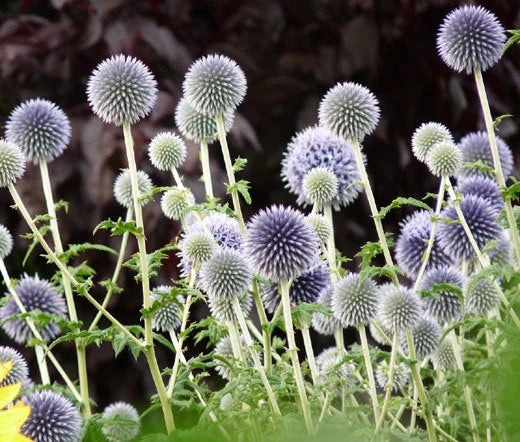Globe Thistle Blue Echinops Ritro Hardy Garden Flower Seeds