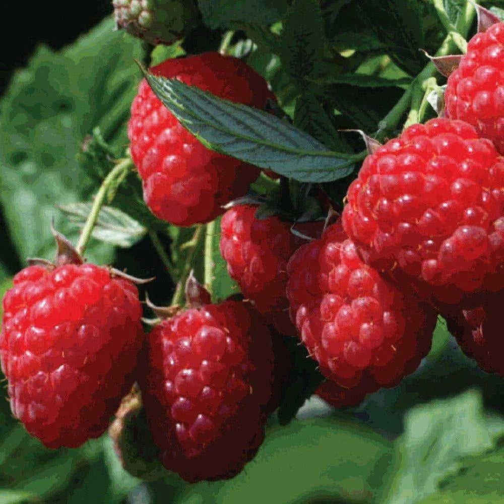 Raspberry – Fruit Garden Plants Natural Varieties
