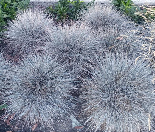 Blue Fescue Festuca Glauca – Ornamental Garden Grass Seeds