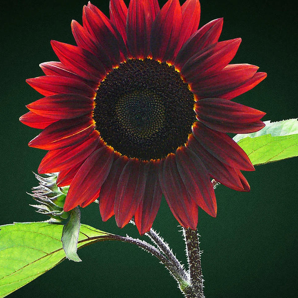Chocolate Sunflower Seeds For Planting Exotic Flowers Image