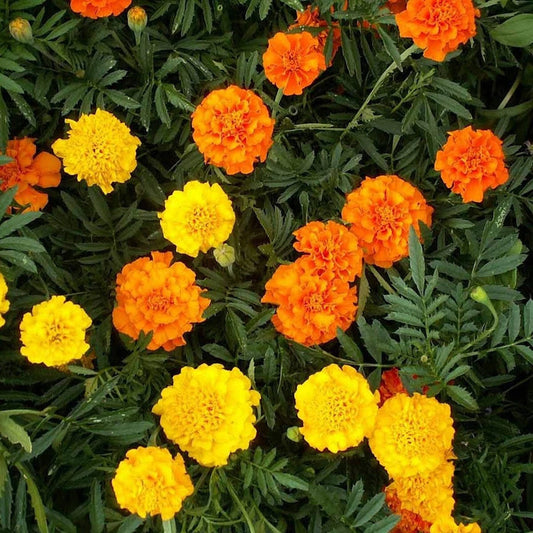 Crackerjack African Marigold – Colorful Wildflower Garden Seeds
