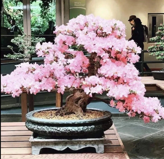 Pink Cherry Blossom Bonsai Sakura Tree Flower Seeds