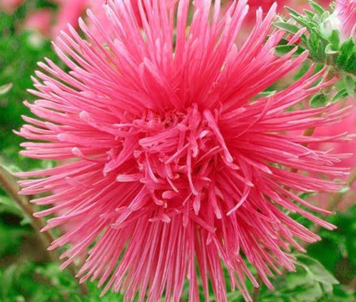 Aster Needle Unicum Salmon Pink Callistephus Chinensis – Dwarf Garden Flower Seeds
