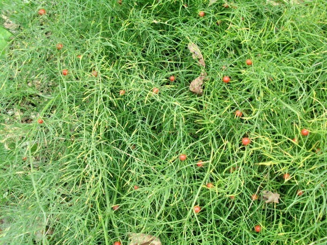 Asparagus Schoberioides – Korean Asparagus Fern Seeds