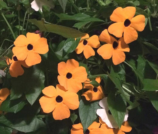 Black Eyed Susan Vine Thunbergia Alata Hardy Wildflower Seeds