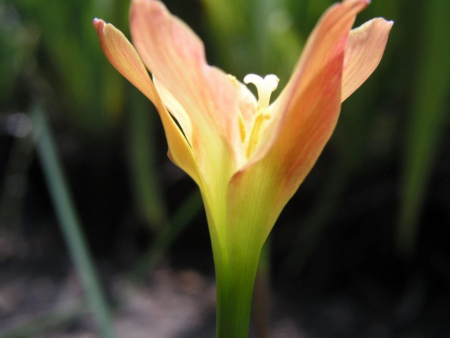 Zephyranthes Twisted Sisters – Pink Rain Lily Bulb Seeds