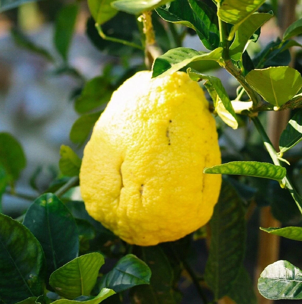 Citrus Medica Citron Fragrant Evergreen Fruit Tree Seeds