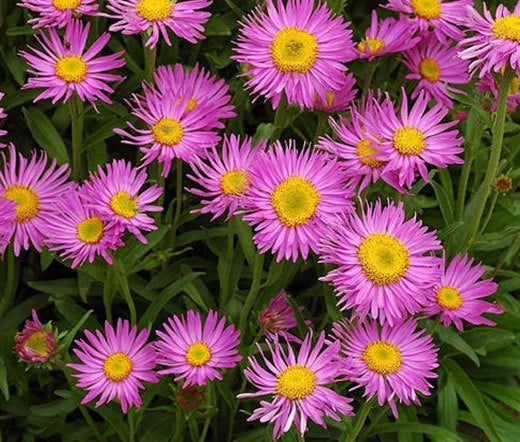 Aster Alpine Pink Aster Alpinus – Hardy Garden Flower Seeds
