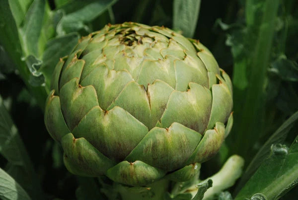 Artichoke Seeds Green – Garden Flower Seeds