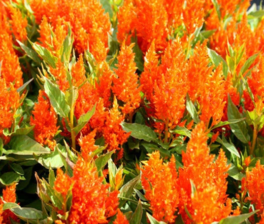 Celosia Nana Glitters Orange Celosia Plumosa – Colorful Garden Flower Seeds