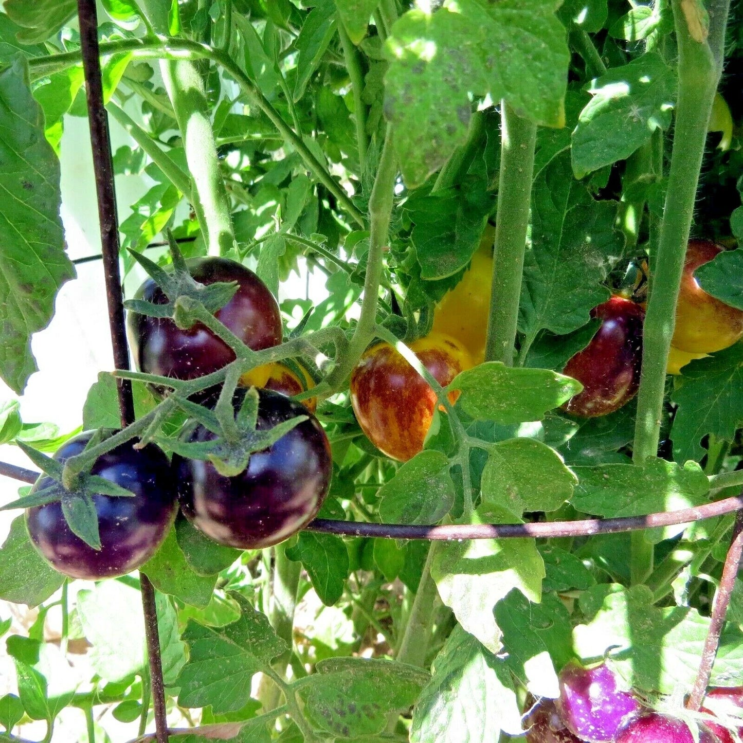 Bosque Bumblebee Tomato – Heirloom Vegetable Garden Seeds
