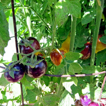 Bosque Bumblebee Tomato – Heirloom Vegetable Garden Seeds