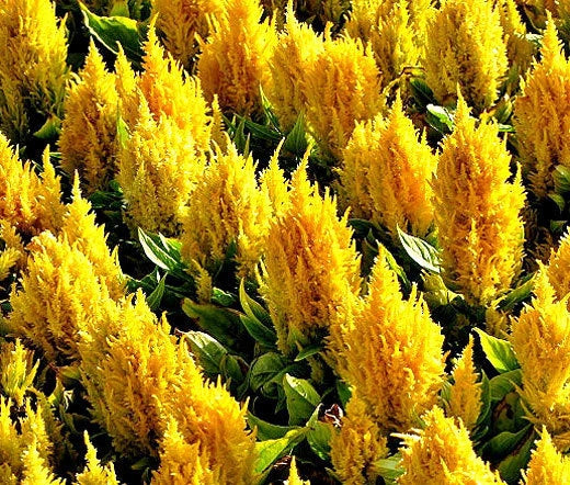 Celosia Nana Glitters Yellow Celosia Plumosa – Colorful Garden Flower Seeds