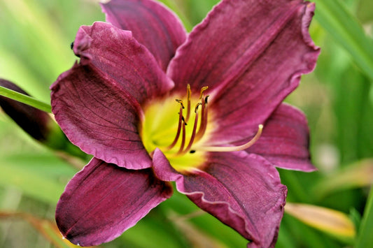 Grape Velvet Daylily Hemerocallis Grape Velvet Perennial Garden Flower Seeds