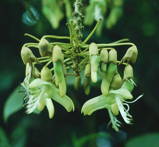 Sea Bean Mucuna Holtonii Climbing Woody Vine Seeds