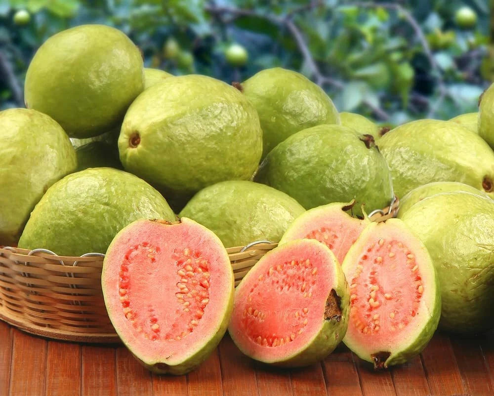 Guava Fruit Bonsai Tree – Hardy Fruit Tree Seeds