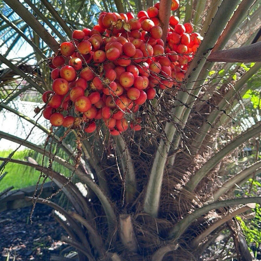 Pindo Palm Tree Seeds Butia Capitata - Edible Jelly Palm - Tropical Fruit & Ornamental Tree