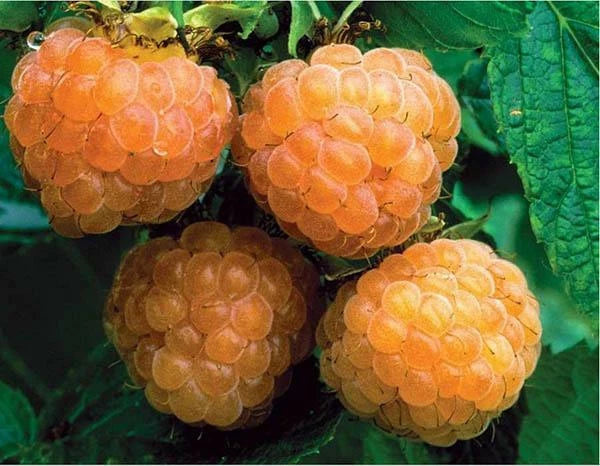 Raspberry – Fruit Garden Plants Natural Varieties