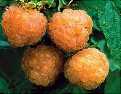 Raspberry – Fruit Garden Plants Natural Varieties