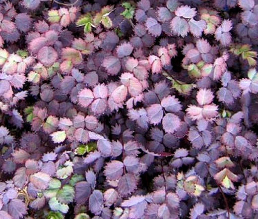 New Zealand Burr Acaena Inermis Purpurea – Hardy Garden Plant Seeds