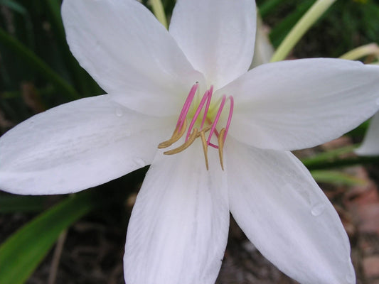 Crinum Lily Carolina Beauty Jumbo Blooming-size Bulb - Flower Seeds