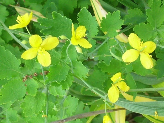 Greater Celandine Chelidonium Majus Perennial Flower Seeds