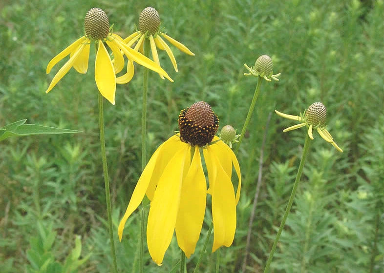 Pinnate Prairie Coneflower Rudbeckia Pinnata – Perennial Flower Seeds