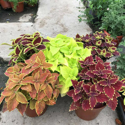 Begonia – Potted Garden Flower Seeds