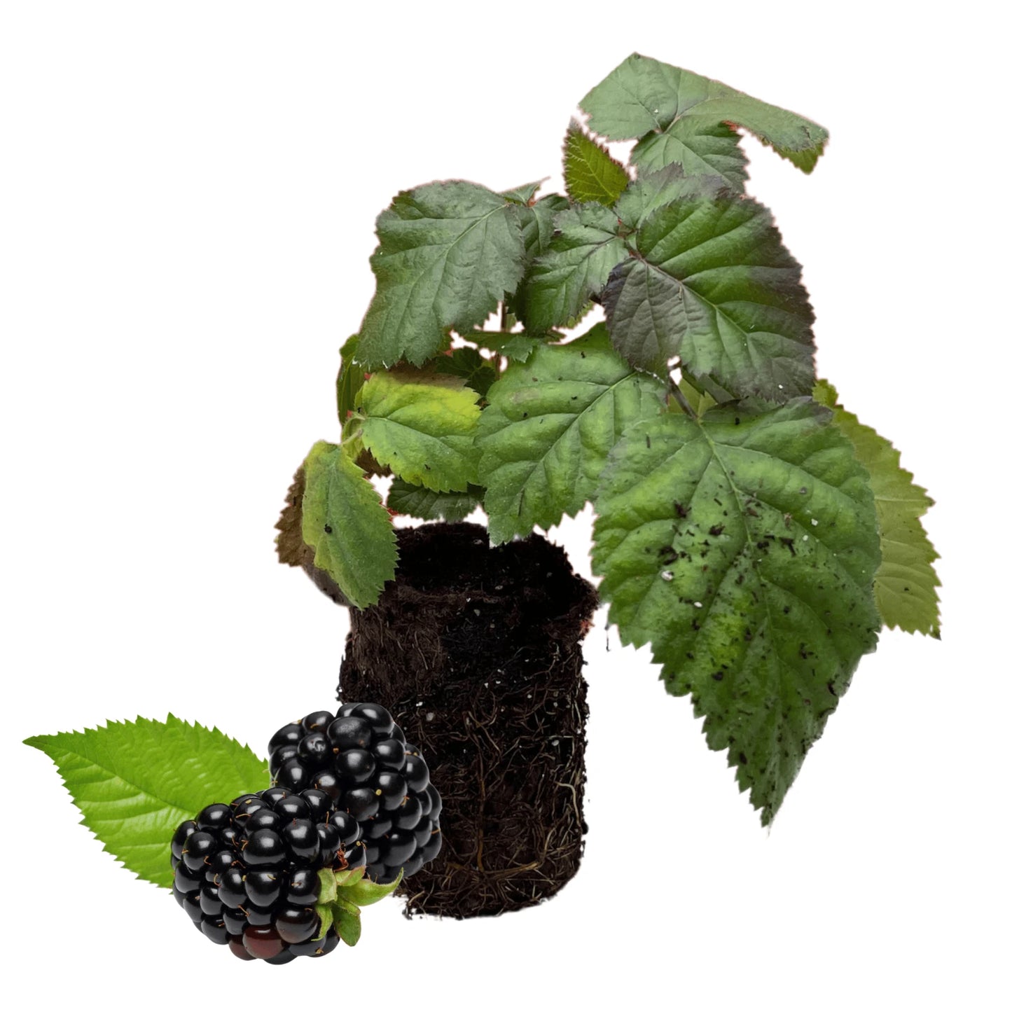 Chester Thornless Blackberry Plugs Blackberry Plugs Vegetable Seeds for your garden