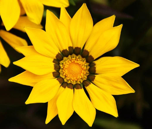 Gazania Garden Leader Yellow Gazania Rigens – Colorful Garden Flower Seeds