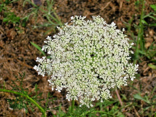 Queen Annes Lace Daucus Carota Hardy Wildflower Seeds