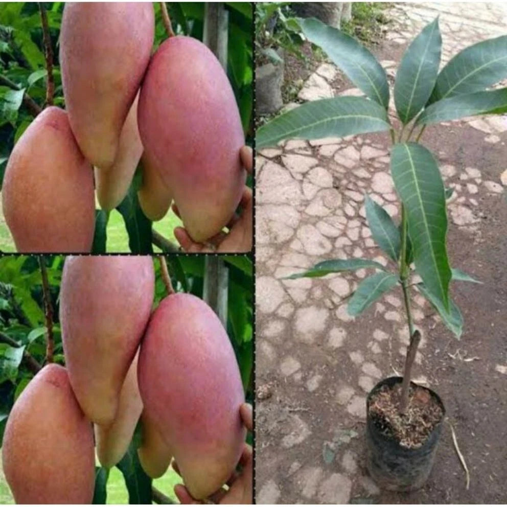 Graftedd Mangifera Indica Red Invory Fruit Tree – Hardy Fruit Tree Seeds