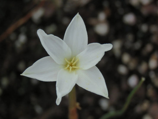 Rain Lily Zephyranthes Chlorosolen Habranthus - Flower Seeds
