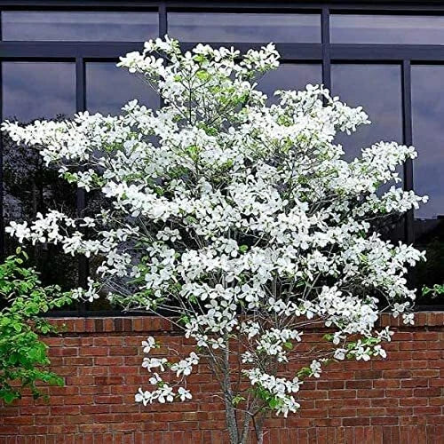 Flowering Dogwood Tree – Flower Seeds