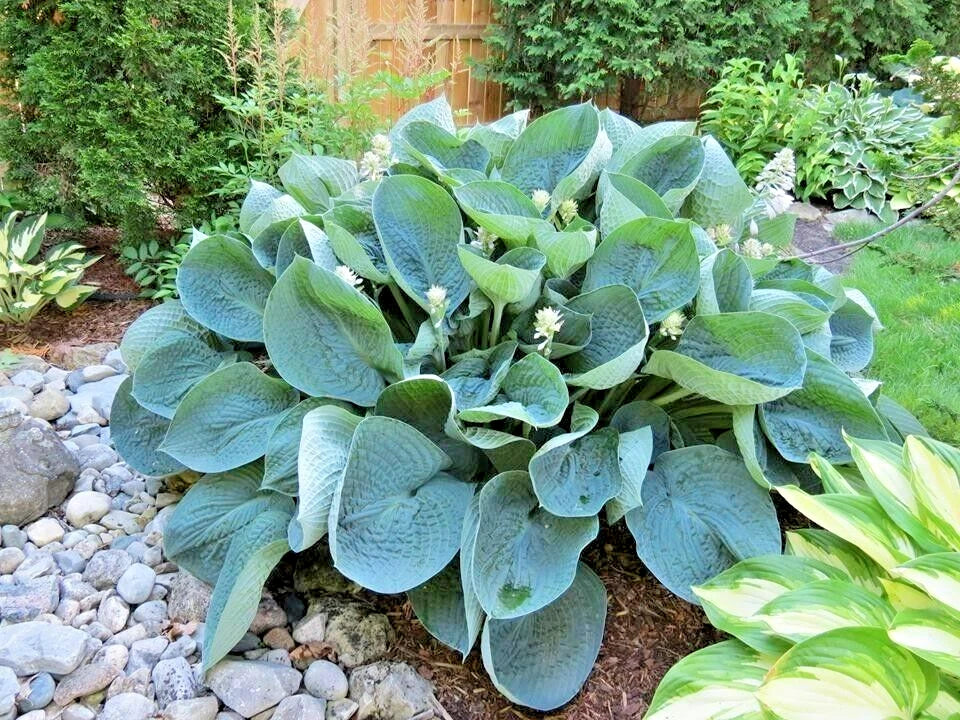 Abiqua Drinking Gourd Hosta Hardy Perennial Flower Seeds