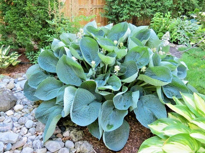 Abiqua Drinking Gourd Hosta Hardy Perennial Flower Seeds