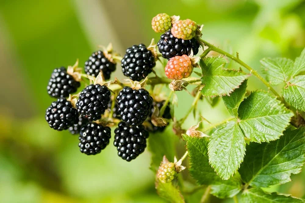 Wild Blackberry Rubus Fruticosus Fruit Garden Seeds