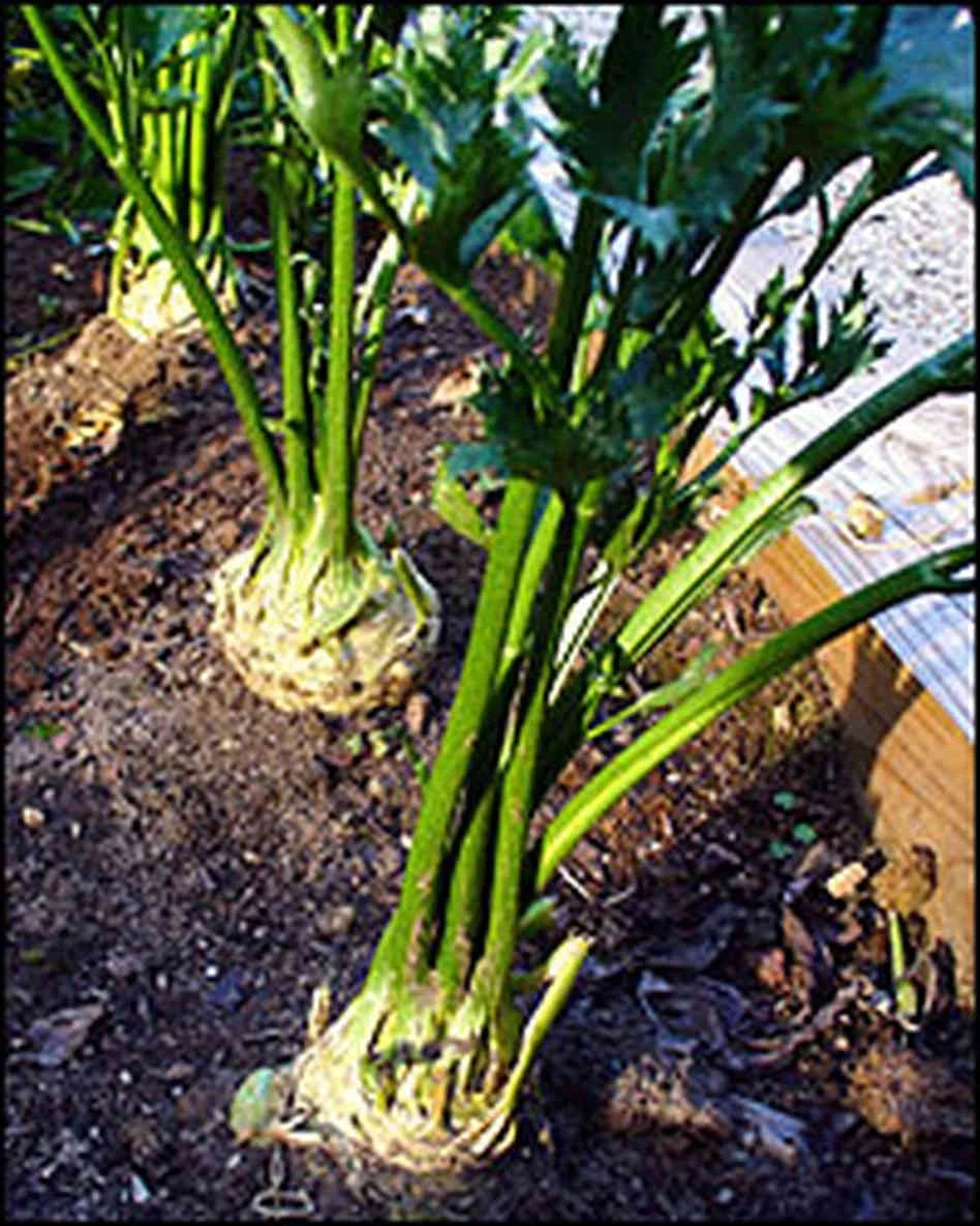 Giant Prague Celeriac – Garden Herb Seeds for Planting
