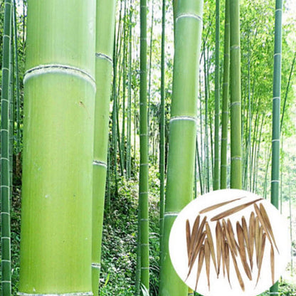 Moso Bamboo Seeds – Hardy Flower Seeds