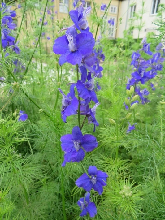 Delphinium Ajacis Blue Pink White Perennial Flower Seeds