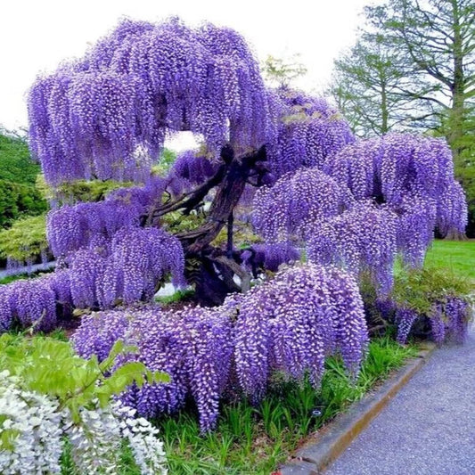 Blue Rain Wisteria Climbing Perennial Flower Seeds