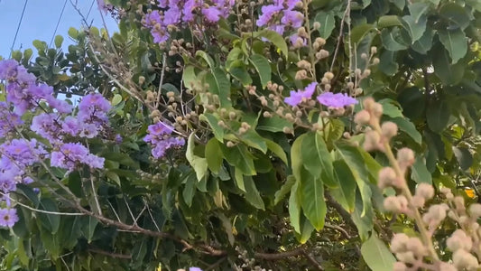 Lagerstroemia Speciosa Flos Reginae – Queen Crape Myrtle Tree Seeds