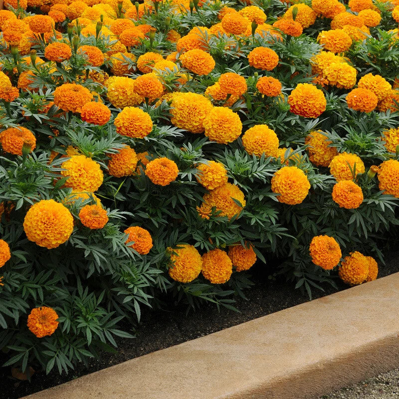 Flowers Marigold Dwarf Double Mixed Grow Your Own Garden - Flower