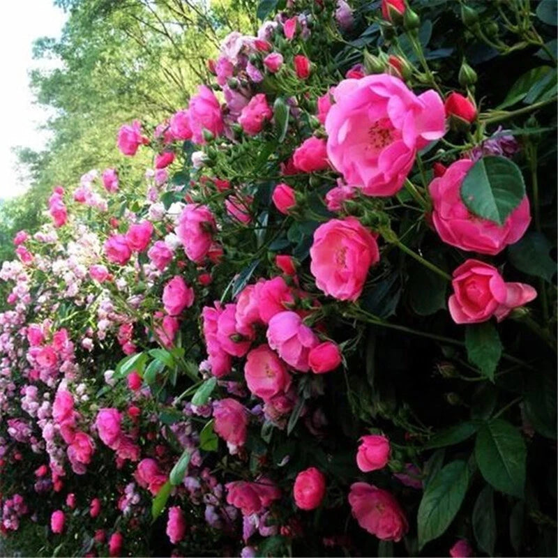 Climbing Rose Perennial Trellis Flower Bush Seeds